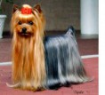 /album/fotogaleria-plemenny-standard/yorkshire-terrier-jpg/