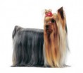 /album/fotogaleria-plemenny-standard/yorkshire-terrier-jpg1/