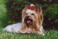 /album/fotogaleria-plemenny-standard/yorkshireterrier20-jpg/