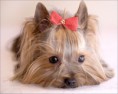 /album/fotogaleria-plemenny-standard/harv2539-jpg/