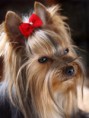/album/fotogaleria-plemenny-standard/harvey-harv-jpg/