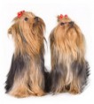 /album/fotogaleria-plemenny-standard/mis-yorkshire-terrier-jpg/
